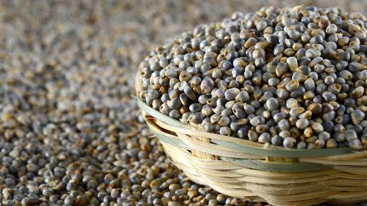 Bajra (Pearl Millet)