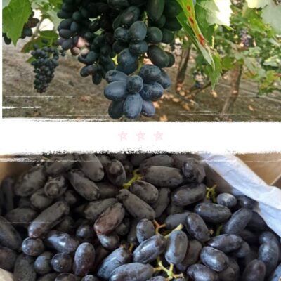 Sarita Black Grapes